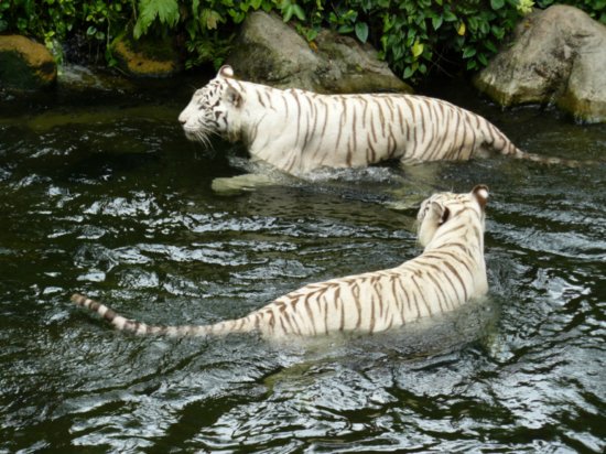Come swim with the tigers
